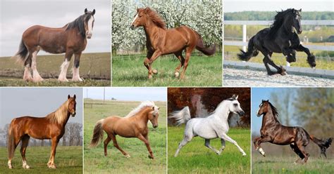 These Are The 7 Smartest Horse Breeds Out There