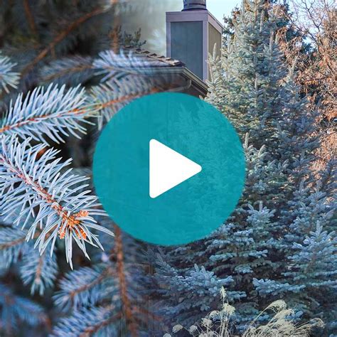 Colorado Blue Spruce Trees for Sale – FastGrowingTrees.com