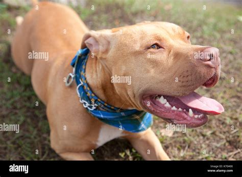 beautiful brown pitbull or mastiff dog, wearing a tartan scarf Stock Photo - Alamy