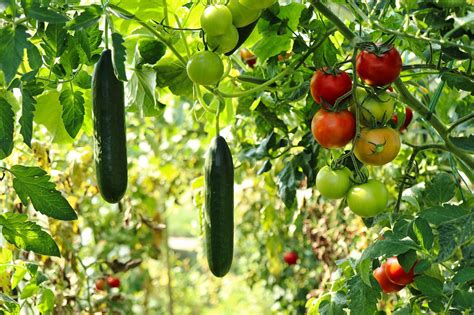 17 Fruits and Vegetables You Can Grow Vertically - Mini Garden Spaces