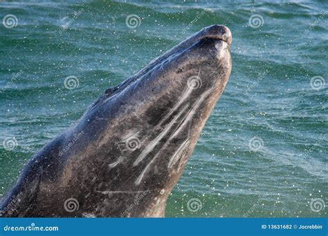 Jumping baby gray whale stock photo. Image of bumps, mammal - 13631682