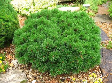 25 MUGO PINE Dwarf Evergreen Pinus Pumilio Shrub Seeds comb - Etsy Canada