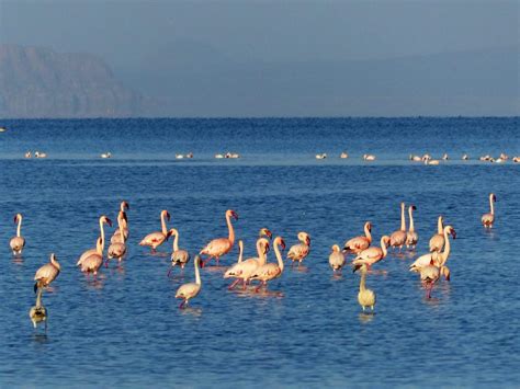 Djibouti: Flamingoes at Lake Abbe – Travel2Unlimited