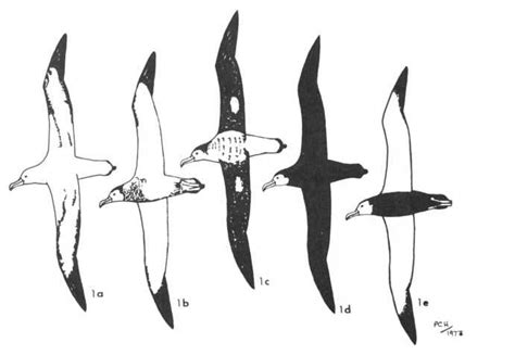 albatross drawing - Google Search | Nautical tattoo, Albatross, Drawings