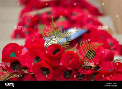 Flanders poppy wreath hi-res stock photography and images - Alamy