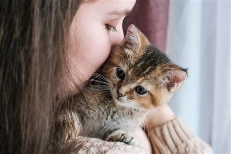 Premium Photo | The girl gently hugs a cute kitten