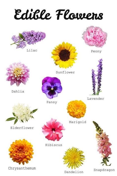 Pin by Breana Spencer on Herbs and Remedies | Edible flowers, Flower food, Edible flowers recipes