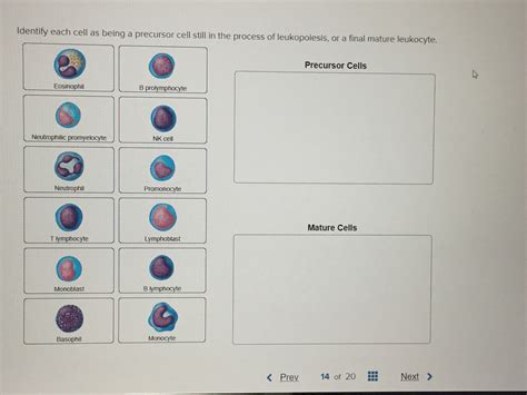 Answered: Identify each cell as being a precursor… | bartleby