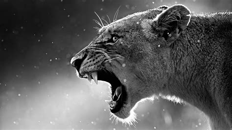 Lioness in Black and White 4K wallpaper