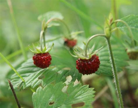 Fragaria vesca, Wild Strawberry: identification, distribution, habitat