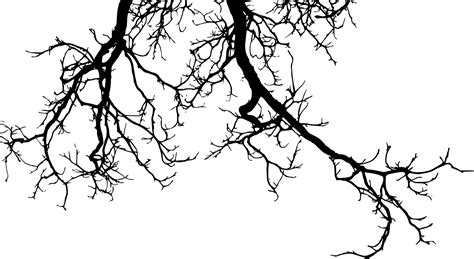 Branch Tree Twig - tree branch png download - 1521*832 - Free Transparent Branch png Download ...