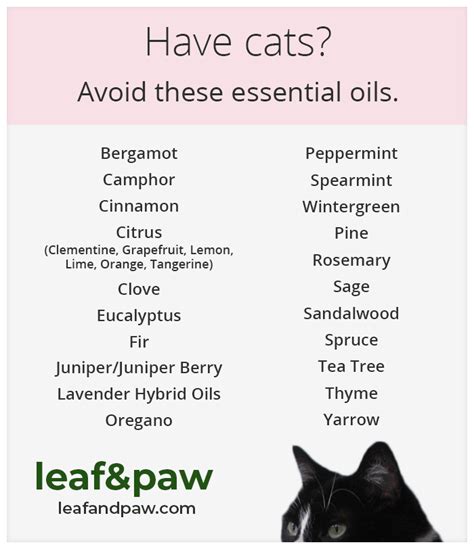 Are Essential Oils Toxic to Cats? | Leaf and Paw