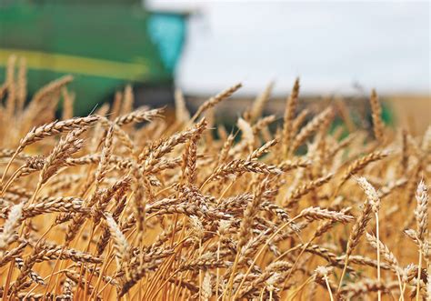 Weak price makes wheat harvest and seeding a chore | The Western Producer