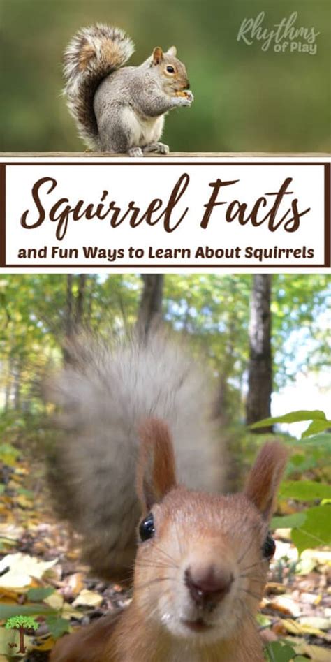 Squirrel Activity Ideas: Fun Ways to Learn About Squirrels | RoP