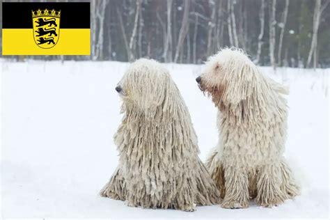 Komondor breeders and puppies in Baden-Württemberg - Dogweb.co.uk