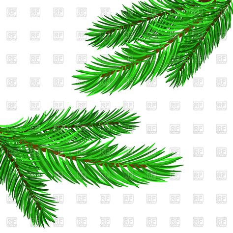 Pine Tree Branch Vector at Vectorified.com | Collection of Pine Tree Branch Vector free for ...