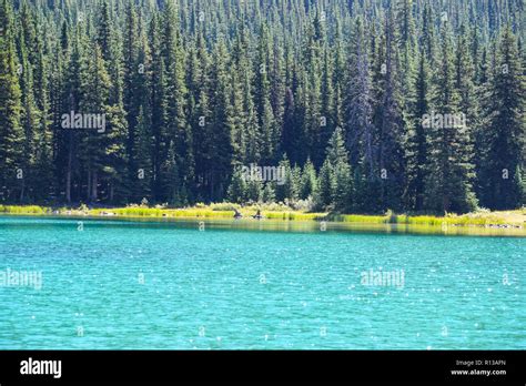 summer scenery on one of the many hiking trails in Kananaskis country, Alberta, Canada Stock ...