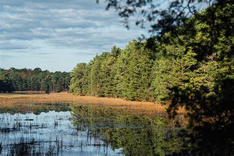 NJDEP | Bass River State Forest | New Jersey State Park Service