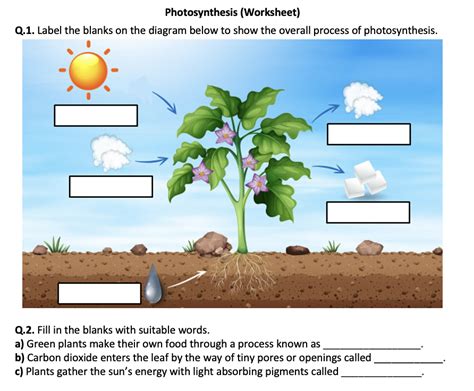 Photosynthesis - Worksheet | Printable and Distance Learning | Teaching ...