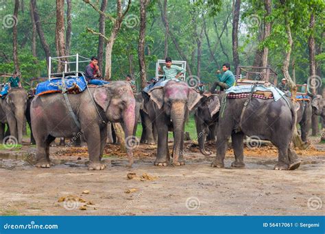 CHITWAN, NEPAL-MARCH 27: Elephant Safari 27, 2015 in Chitwan, Ne ...