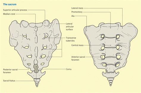 The sacrum and caudal block - Anaesthesia & Intensive Care Medicine