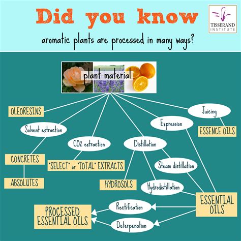 A Beginner’s Guide to Essential Oils Part 1: Essential Oil Extraction - Tisserand Institute