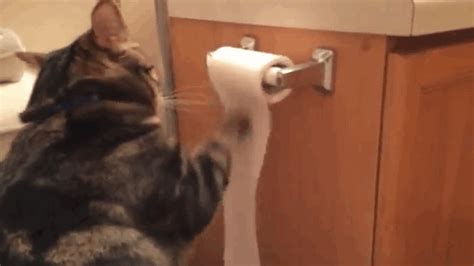 esse trans: Cat Toilet Roll Gif