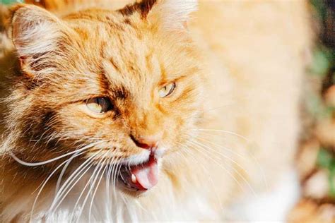 Cat Panting or Breathing Heavily (Dyspnea) | Small Door Veterinary