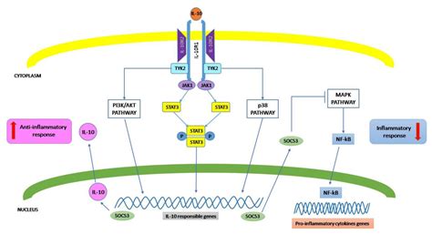 Biomolecules | Free Full-Text | The Regulatory Role of IL-10 in ...