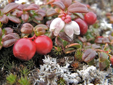 Vaccinium (Bilberries, Blueberries, Blueberry, Cranberries, Huckleberries) | North Carolina ...