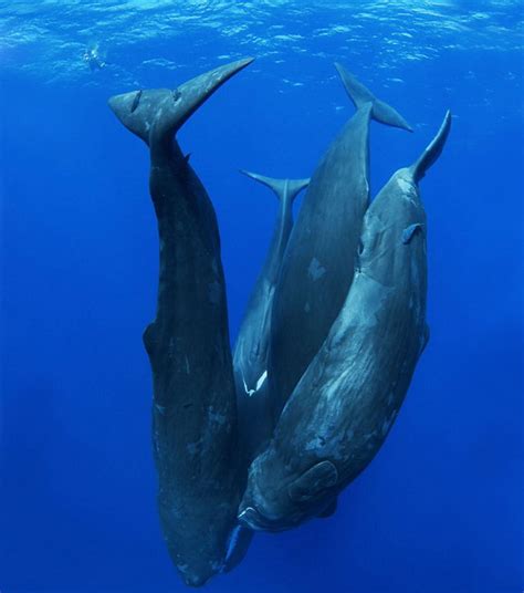 Sleeping Sperm Whales | Bored Panda