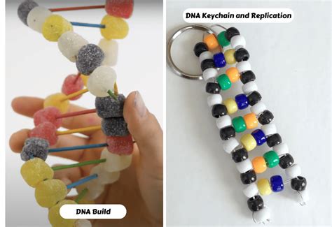 19 Engaging DNA Replication Activities - Teaching Expertise