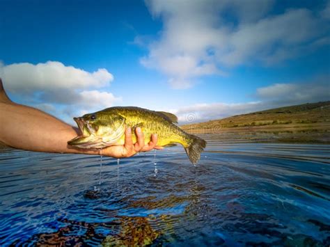 Bass Fishing on lake stock photo. Image of bass, fresh - 174769966