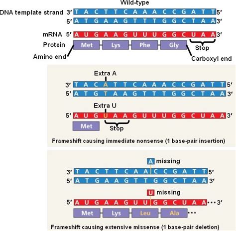 mutation-frameshift.html 17_23-PointMutationTypes-L.jpg