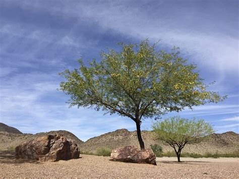 Growing New Mesquite Trees: Tips For Mesquite Tree Propagation