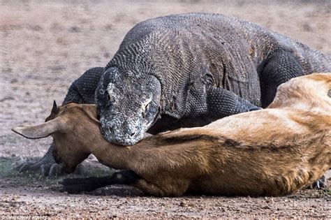 Pair of Komodo dragons catch and kill an unsuspecting goat in Indonesia | Daily Mail Online