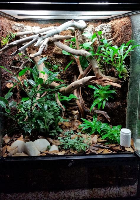 Pin by Becca Dunham on geckos | Gecko vivarium, Crested gecko vivarium, Gecko terrarium