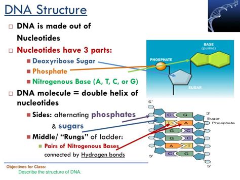 Dna Molecule Makeup | Makeupview.co