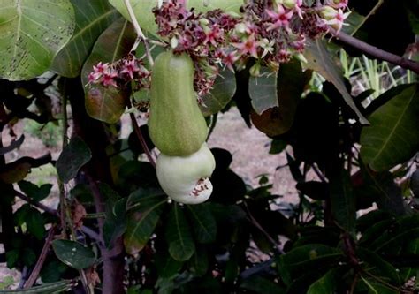 Jambu mente | Anacardium occidentale | Nelindah | Flickr