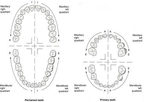 Tooth Numbering System Palmer