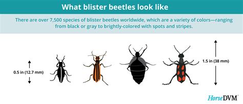 Blister Beetle Toxicity | HorseDVM Diseases A-Z