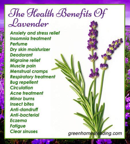 Easy 4-Ingredient Lavender Lemonade: A Natural Solution for Headache | Lavender benefits, Herbs ...