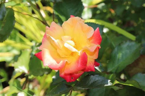 All About Kordes Roses and Their Best Flowers | Gardener’s Path