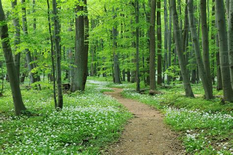 Footpath through Ramsons (Allium ursinum) in European Beech (Fagus sylvatica) Forest in Spring ...