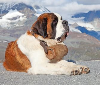 The Original Avalanche Search-and-Rescue Dog: Saint Bernard - Vetstreet ...