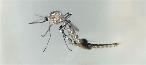 UN mosquito sterilization technology set for global testing, in battle against malaria, dengue ...