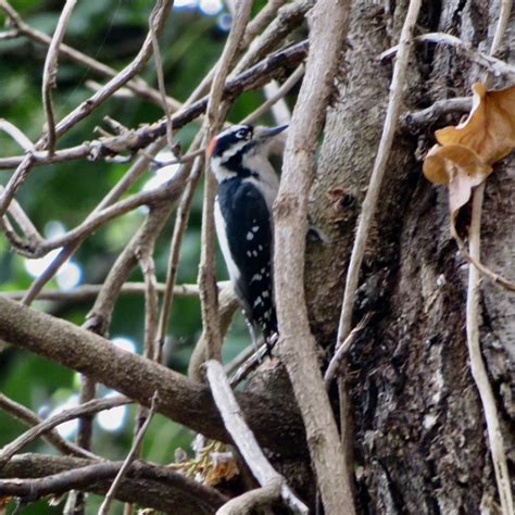 Downy Woodpecker - FeederWatch