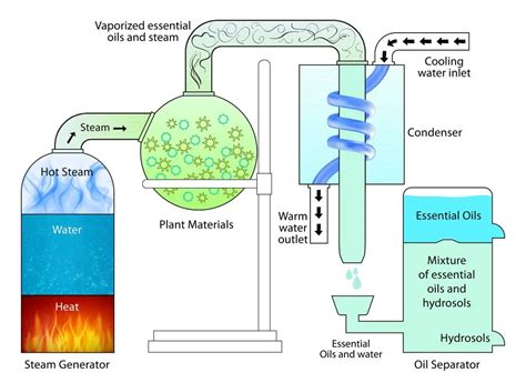 Essential oil processing line - JNBAN vacuum belt dryer and CBD oil ...