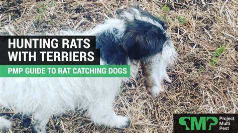 Hunting Rats with Terriers | Guide to Rat Control with Dogs