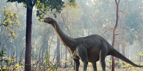 Brachiosaurus Vs Brontosaurus